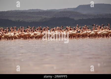 Nakuru, Kenia. September 2023. Eine Herde Flamingos wird am Solai-See gesehen. Während ihre Populationen im Solai-See blühen, sind ihre Zahlen in Seen mit steigenden Wassermengen aufgrund von Änderungen der Wasseralkalinität, die ihre Ernährung negativ beeinflussen, rückläufig. Laut Bird Life International Records war der Natronsee, die größte Brutstätte in Ostafrika, zwischen 2018 und 2021 aufgrund eines starken Anstiegs des Wasserspiegels ein signifikanter Bevölkerungsrückgang zu verzeichnen. Quelle: SOPA Images Limited/Alamy Live News Stockfoto