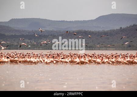 Nakuru, Kenia. September 2023. Eine Herde Flamingos wird am Solai-See gesehen. Während ihre Populationen im Solai-See blühen, sind ihre Zahlen in Seen mit steigenden Wassermengen aufgrund von Änderungen der Wasseralkalinität, die ihre Ernährung negativ beeinflussen, rückläufig. Laut Bird Life International Records war der Natronsee, die größte Brutstätte in Ostafrika, zwischen 2018 und 2021 aufgrund eines starken Anstiegs des Wasserspiegels ein signifikanter Bevölkerungsrückgang zu verzeichnen. Quelle: SOPA Images Limited/Alamy Live News Stockfoto