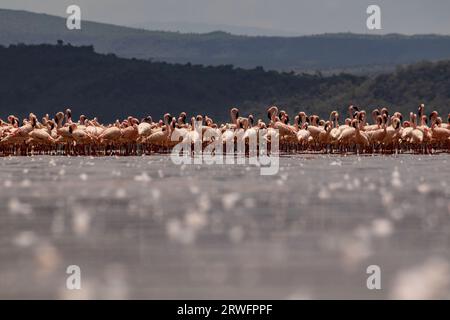 Nakuru, Kenia. September 2023. Eine Herde Flamingos wird am Solai-See gesehen. Während ihre Populationen im Solai-See blühen, sind ihre Zahlen in Seen mit steigenden Wassermengen aufgrund von Änderungen der Wasseralkalinität, die ihre Ernährung negativ beeinflussen, rückläufig. Laut Bird Life International Records war der Natronsee, die größte Brutstätte in Ostafrika, zwischen 2018 und 2021 aufgrund eines starken Anstiegs des Wasserspiegels ein signifikanter Bevölkerungsrückgang zu verzeichnen. Quelle: SOPA Images Limited/Alamy Live News Stockfoto