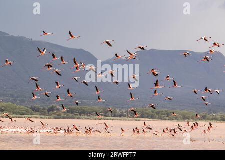 Nakuru, Kenia. September 2023. Eine Herde Flamingos wird am Solai-See gesehen. Während ihre Populationen im Solai-See blühen, sind ihre Zahlen in Seen mit steigenden Wassermengen aufgrund von Änderungen der Wasseralkalinität, die ihre Ernährung negativ beeinflussen, rückläufig. Laut Bird Life International Records war der Natronsee, die größte Brutstätte in Ostafrika, zwischen 2018 und 2021 aufgrund eines starken Anstiegs des Wasserspiegels ein signifikanter Bevölkerungsrückgang zu verzeichnen. Quelle: SOPA Images Limited/Alamy Live News Stockfoto