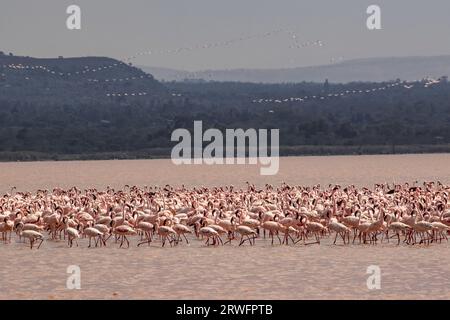 Nakuru, Kenia. September 2023. Eine Herde Flamingos wird am Solai-See gesehen. Während ihre Populationen im Solai-See blühen, sind ihre Zahlen in Seen mit steigenden Wassermengen aufgrund von Änderungen der Wasseralkalinität, die ihre Ernährung negativ beeinflussen, rückläufig. Laut Bird Life International Records war der Natronsee, die größte Brutstätte in Ostafrika, zwischen 2018 und 2021 aufgrund eines starken Anstiegs des Wasserspiegels ein signifikanter Bevölkerungsrückgang zu verzeichnen. Quelle: SOPA Images Limited/Alamy Live News Stockfoto