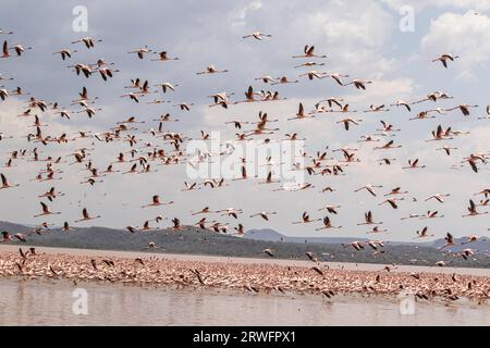 Eine Herde Flamingos wird am Solai-See gesehen. Während ihre Populationen im Solai-See blühen, sind ihre Zahlen in Seen mit steigenden Wassermengen aufgrund von Änderungen der Wasseralkalinität, die ihre Ernährung negativ beeinflussen, rückläufig. Laut Bird Life International Records war der Natronsee, die größte Brutstätte in Ostafrika, zwischen 2018 und 2021 aufgrund eines starken Anstiegs des Wasserspiegels ein signifikanter Bevölkerungsrückgang zu verzeichnen. (Foto von James Wakibia/SOPA Images/SIPA USA) Stockfoto