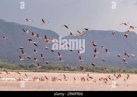 Nakuru, Kenia. September 2023. Eine Herde Flamingos wird am Solai-See gesehen. Während ihre Populationen im Solai-See blühen, sind ihre Zahlen in Seen mit steigenden Wassermengen aufgrund von Änderungen der Wasseralkalinität, die ihre Ernährung negativ beeinflussen, rückläufig. Laut Bird Life International Records war der Natronsee, die größte Brutstätte in Ostafrika, zwischen 2018 und 2021 aufgrund eines starken Anstiegs des Wasserspiegels ein signifikanter Bevölkerungsrückgang zu verzeichnen. (Foto: James Wakibia/SOPA Images/SIPA USA) Credit: SIPA USA/Alamy Live News Stockfoto