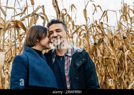 Ein offener Moment der Zärtlichkeit beim Spaziergang eines Paares auf einem Maisfeld im Herbst. Eine Frau drückt ihre Stirn gegen die Wange ihres Geliebten Stockfoto