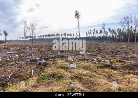 Große, klare Schneidefläche in einem Nadelwald Stockfoto