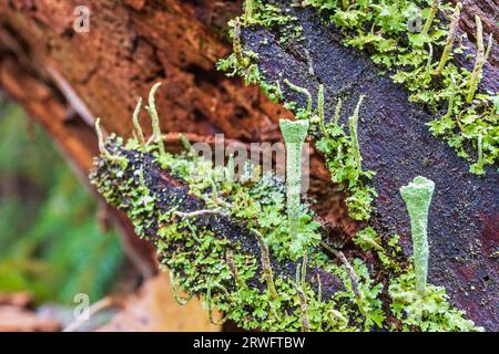 Nahaufnahme bei Cup Flechten auf einem faulen Baumstamm Stockfoto