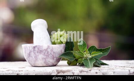 Ashwagandha trockenes Heilkraut mit frischen Blättern, auch bekannt als Withania Somnifera, Ashwagandha, Indian Ginseng, Poison Gooseberry oder Winter Che Stockfoto