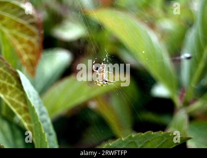 Eine große Gartenspinne auf einem Netz einer Hydrangea-Pflanze. Stockfoto