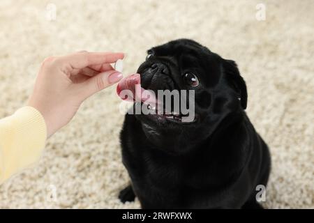 Frau, die dem süßen Mops-Hund Pille im Zimmer gibt, Nahaufnahme Stockfoto