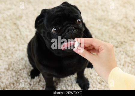 Frau, die dem süßen Mops-Hund Pille im Zimmer gibt, Nahaufnahme Stockfoto