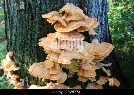 Große Gruppe von Huhn des Waldpilzes bei Harms Woods in Skokie, Illinois Stockfoto