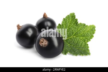 Reife schwarze Johannisbeeren und auf weiß isolierte Blätter Stockfoto