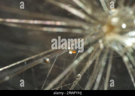 Samen von Löwenzahnblüte mit Wassertropfen auf grauem Hintergrund, Makrofoto Stockfoto