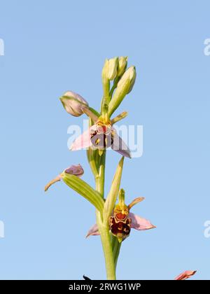 Europäische BienenOrchidee (Ophrys apifera) zwei offene Blüten auf Spike, Herefordshire, England, Juni Stockfoto