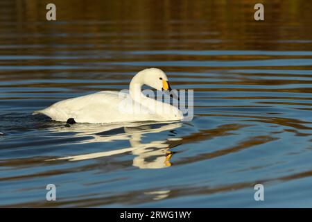 Bewick’s Swan (Cygnus columbianus) liegt auf ruhigem Wasser, Gloucestershire, England, Januar Stockfoto