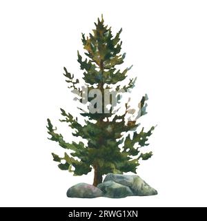 Grüne Fichte, Tanne Hand gezeichnet in Aquarell isoliert auf einem weißen Hintergrund. Weihnachtsbaum. Aquarellzeichnung. Stockfoto