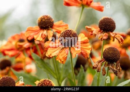 Orangefarbenes Helenium-Nieselgras „Sahins Early Flowerer“ in Blüte Stockfoto