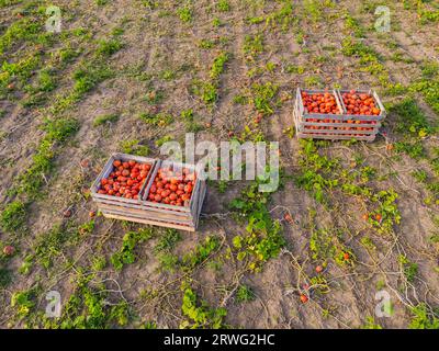 Zwei Holzkisten auf Kürbisfeld, gefüllt mit Hokaido-Kürbissen auf dem Feld bei der Ernte im Herbst Stockfoto