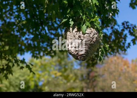Die Glatzhornhaut ( Dolichovespula maculata ) nistet auf einem Baum im Park. Stockfoto