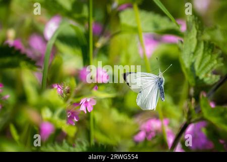 Großer weißer Schmetterling (Pieris Brassicae), der in Richtung Wildblumen in der Hecke fliegt, britische Tierwelt. Stockfoto