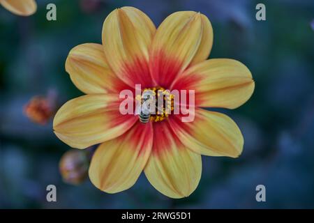 Üppige Dahlie Blume Nahaufnahme Stockfoto