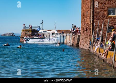 Kinder, die bei heißem Sommerwetter vom Kai ins Meer springen, North Berwick Harbour, East Lothian, Schottland, Großbritannien Stockfoto