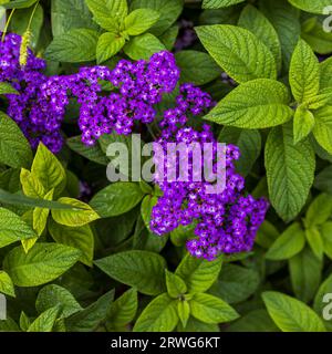 Heliotropium arborescens, das Gartenheliotrop oder einfach Heliotrop, ist eine Art blühender Pflanzen in der Borretschfamilie Boraginaceae, Stockfoto