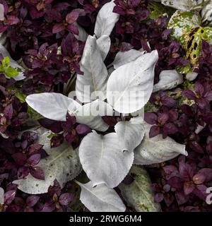 Senecio candicans, allgemein bekannt als Engelsflügel und Seekohl, ist eine saftige blühende Pflanze Stockfoto