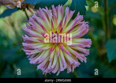 Üppige Dahlie Blume Nahaufnahme Stockfoto