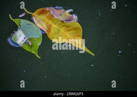 Herbstblätter fallen auf Wasser Stockfoto