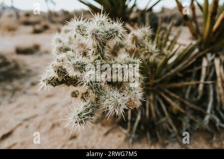 Eine Nahaufnahme eines cholla (Springkaktus), aufgenommen im Joshua Tree National Park, Kalifornien. Stockfoto