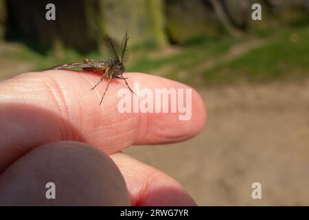 Männliche gemeine Heidemotte (Ematurga atomaria) mit gefiederten Antennen, die nach der Rettung aus dem Weg auf dem Finger sitzen. Stockfoto