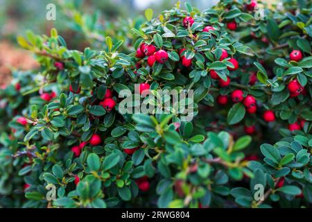 Hintergrund von Cotoneaster ist eine Gattung blühender Pflanzen in der Rosenfamilie Rosaceae, die in der paläarktischen Region heimisch ist. Stockfoto