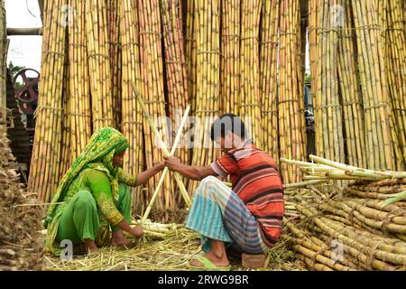 Dhaka. September 2023. Menschen schälen Zuckerrohr in Dhaka, Bangladesch, 19. September 2023. Die frühe Zuckerrohrernte ist in Teilen Bangladeschs in vollem Gange, wobei die Erntesaison von September bis März nächsten Jahres verlängert wird. Quelle: Xinhua/Alamy Live News Stockfoto