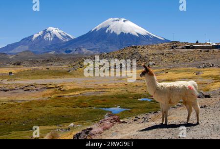 lama im Lauca-Nationalpark, Chile Stockfoto