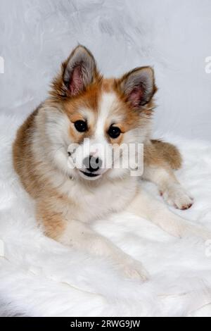 Der norwegische Lundhund ruht sich aus und schaut in die Camara. Manche nennen es auch einen norwegischen Puffinhund. Stockfoto