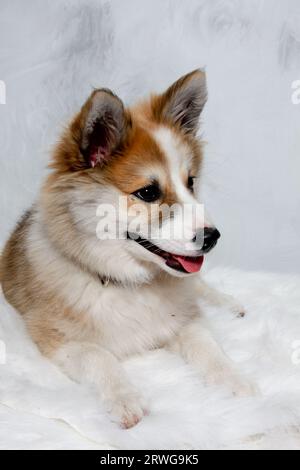 Der norwegische Lundhund ruht sich aus. Manche nennen es auch einen norwegischen Puffinhund. Stockfoto