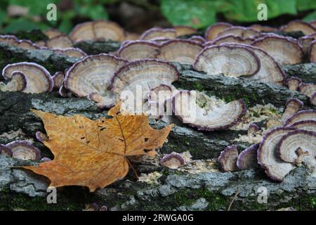 Orangefarbenes Ahornblatt auf einem Baumstamm mit violettgezahnten Polyporenpilzen im Hintergrund im Camp Ground Road Woods in des Plaines, Illinois Stockfoto