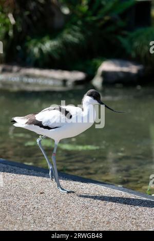 Avocet Recurvirostra avosetta, gefangener Watvogel mit schwarz-weißem Gefieder, langen blauen Beinen, feinem, nach oben gewölbtem schwarzen Schirm und langem Hals Stockfoto