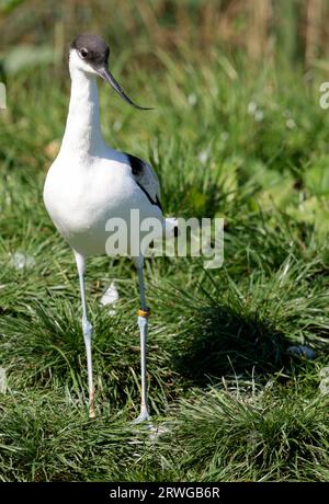 Avocet Recurvirostra avosetta, gefangener Watvogel mit schwarz-weißem Gefieder, langen blauen Beinen, feinem, nach oben gewölbtem schwarzen Schirm und langem Hals Stockfoto