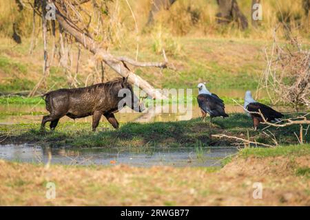 Warthog (Phacochoerus africanus) mit 2 afrikanischen Fischadlern (Haliaeetus vocifer). Unterer Zambezi-Fluss, Sambia, Afrika Stockfoto