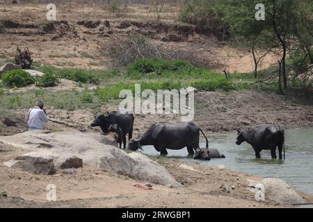 Der alte Mann beobachtet seine Büffel, während sie im trockenen Fluss in der Nähe des kargen landwirtschaftlichen Landes baden. Stockfoto