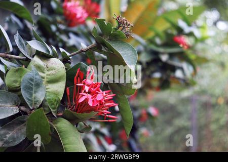 Chethi-Blume oder Thechi-Blume (Dschungelgeranie) - beliebte rote Blume in Kerala und anderen Teilen Indiens. Rote Blüte mit glänzenden, dunkelgrünen Blättern. Stockfoto