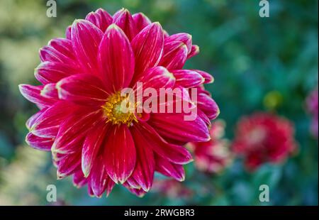 Üppige Dahlie Blume Nahaufnahme Stockfoto