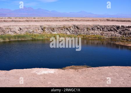 Ojos del Salar (Salt Flat Eyes) ist eine kleine Süßwasserlagune. Am unteren Ende Los Andes. Salar de Atacama, Antofagasta, Chile. Stockfoto