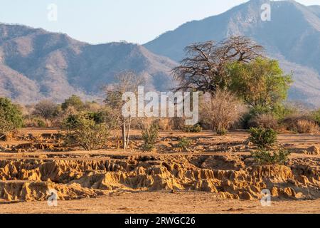 Trockengebiet am Ufer des Zambezi-Flusses. In der Ferne steht ein Baobab-Baum. Lower Zambezi National Park, Sambia Stockfoto