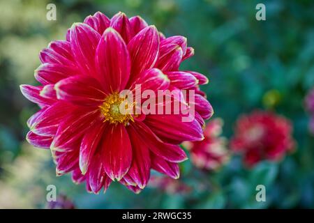 Üppige Dahlie Blume Nahaufnahme Stockfoto