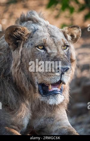Löwenknarzen (Panthera leo), Löwe ruht im Schatten unter einem Baum. Sie zeigt ihre Zähne. South Luangwa National Park, Sambia Stockfoto