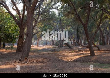 ANA-Bäume (Faidherbia albida) Wald in schönem, weichem Licht. Lower Zambezi National Park, Sambia Stockfoto