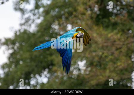 Ein Gelbbrustara im Flug Stockfoto